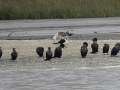 Larus atlanticus