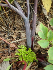 Angelica gmelinii