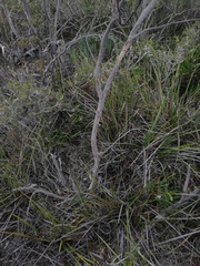 Eucalyptus sepulcralis