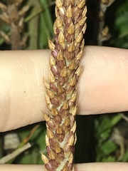 Plantago subnuda