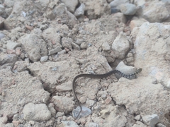 Amphiesma stolatum