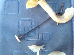 Paragymnopus perforans