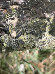 Auricularia mesenterica