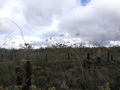 Eucalyptus sepulcralis