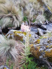 Cirsium nivale