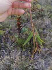 Eucalyptus sepulcralis