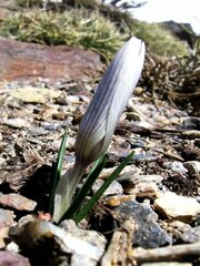 Crocus nevadensis