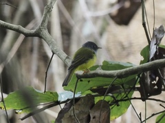 Culicicapa ceylonensis