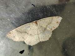 Cyclophora puppillaria