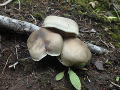 Tricholoma saponaceum