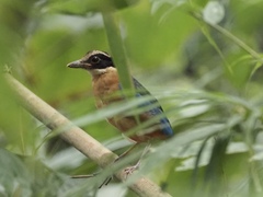 Pitta moluccensis
