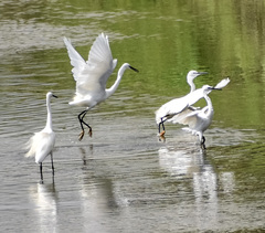 Egretta garzetta garzetta