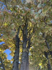 Acer rubrum