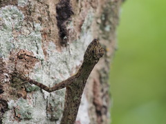 Draco blanfordii