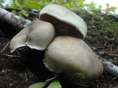 Tricholoma saponaceum