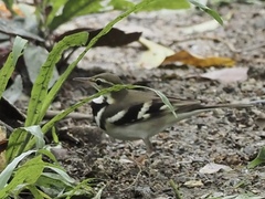 Dendronanthus indicus