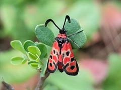 Zygaena fausta