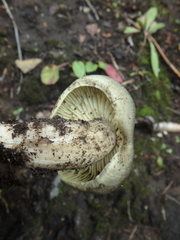 Tricholoma saponaceum