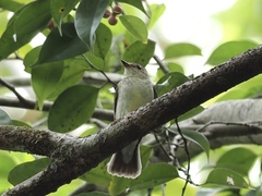 Rubigula erythropthalmos