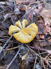 Gloioxanthomyces nitidus
