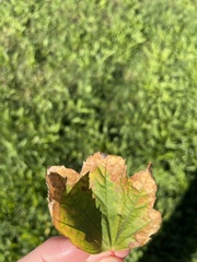 Acer rubrum