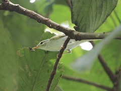 Phylloscopus coronatus