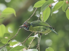 Psilopogon duvaucelii