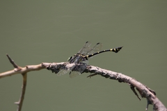 Ictinogomphus rapax