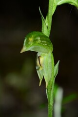 Pterostylis macilenta