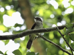 Rubigula erythropthalmos