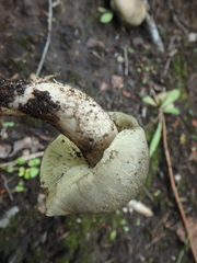 Tricholoma saponaceum