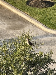 Mimus polyglottos