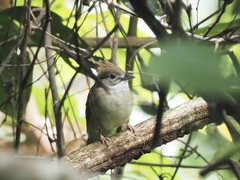 Alophoixus ochraceus