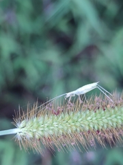 Oecanthus longicauda
