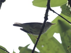 Phylloscopus borealis