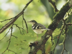 Dendronanthus indicus