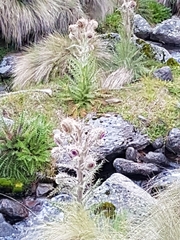 Cirsium nivale