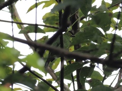 Chloropsis sonnerati