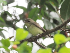 Ficedula zanthopygia