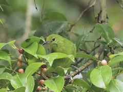 Chloropsis cyanopogon