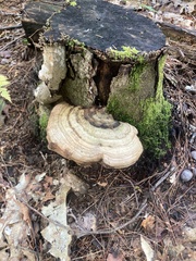 Ganoderma megaloma