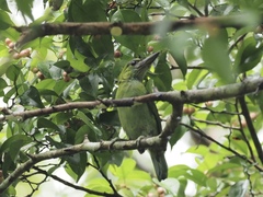 Psilopogon mystacophanos