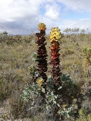 Hakea victoria