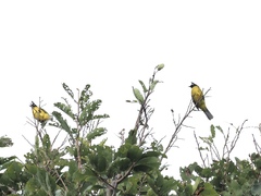 Rubigula flaviventris
