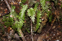 Hymenophyllum pectinatum