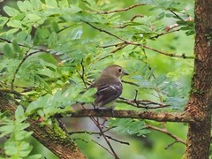 Ficedula zanthopygia
