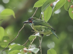 Psilopogon duvaucelii