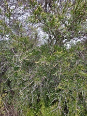 Schinus longifolia