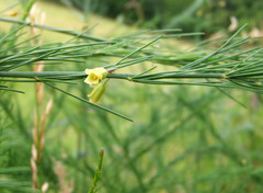 Asparagus officinalis