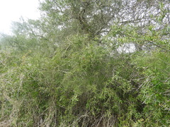 Schinus longifolia